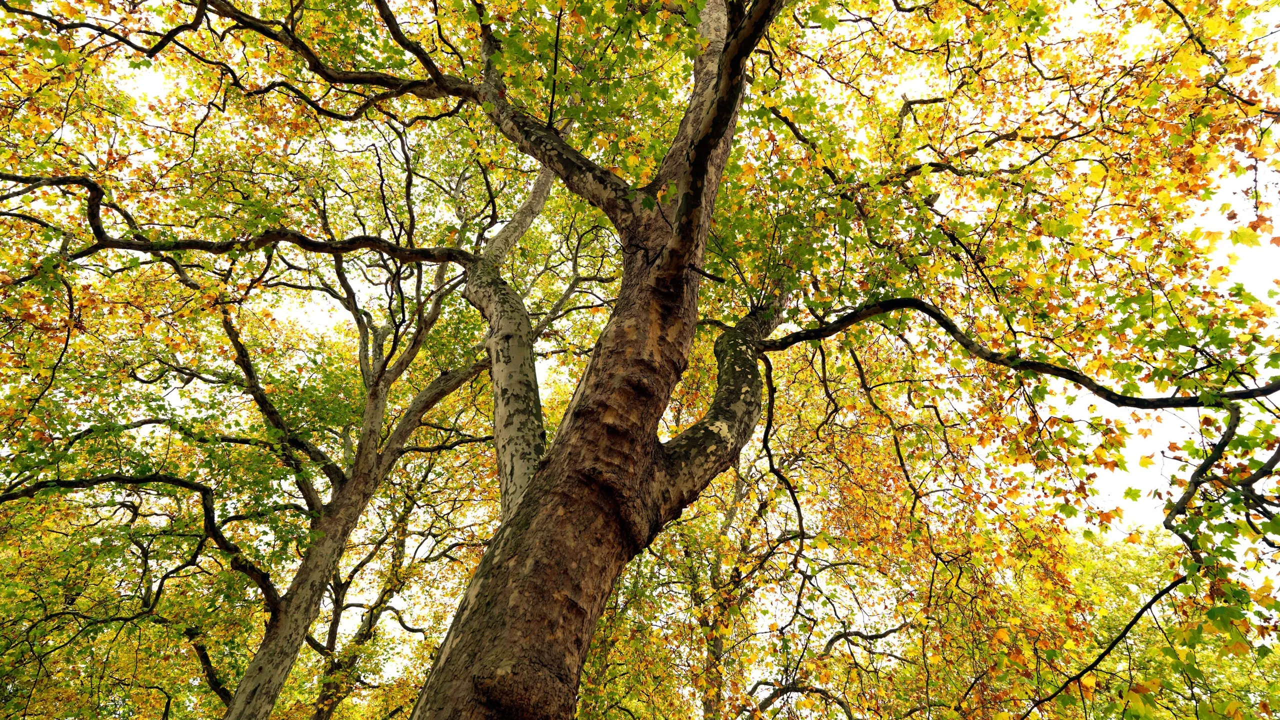 BXKFE0 London Plane Tree, ( Shot On A Hasselblad H3DII-50, Producing A 140MB+ Tiff File If Required)
