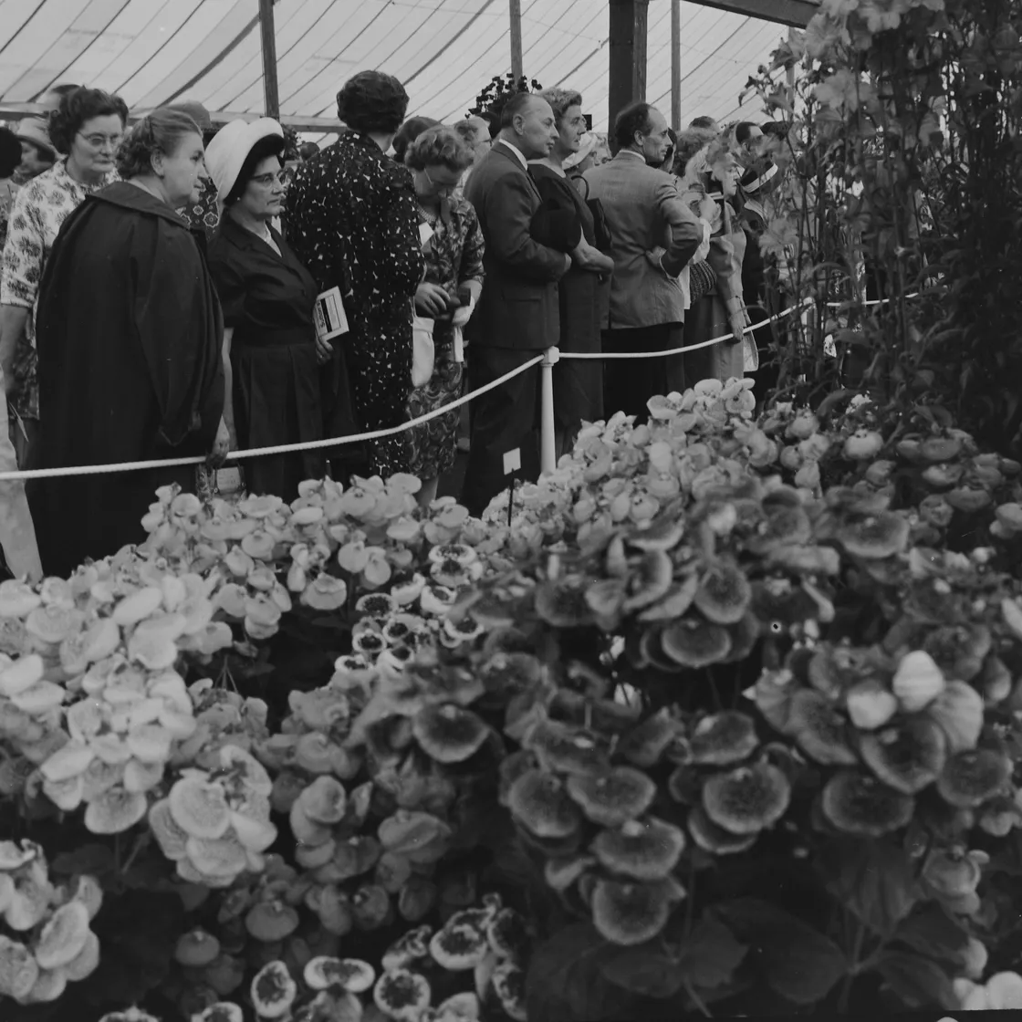 Visitors lining up in a greenhouse, observing rows of lush begonias behind a rope barrier.