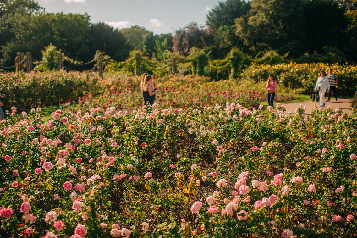 People walking and standing among blooming pink rose bushes in a large, sunny garden with green trees in the background.