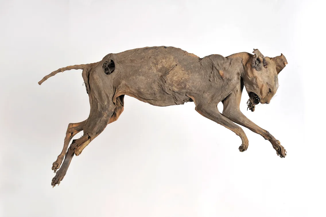 Two mummified animals on a light grey background; the larger appears to be a cat and the smaller one resembles a rat. Both specimens are displayed in a desiccated, preserved state.