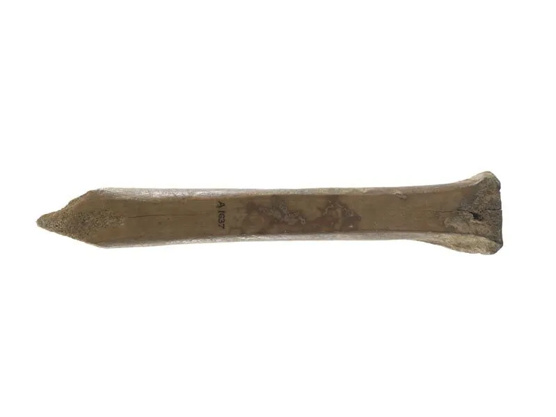 Ancient bone artifact with visible markings displayed on a plain background.