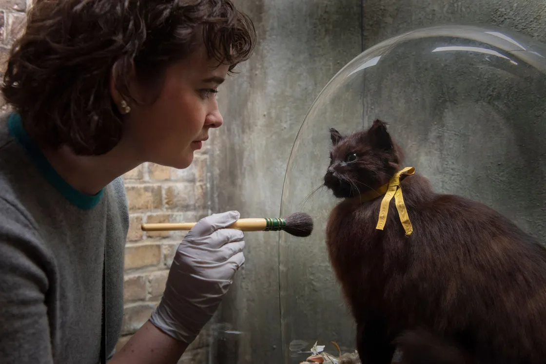 A woman with gloves dusts a taxidermied black cat under a glass dome with a small brush.