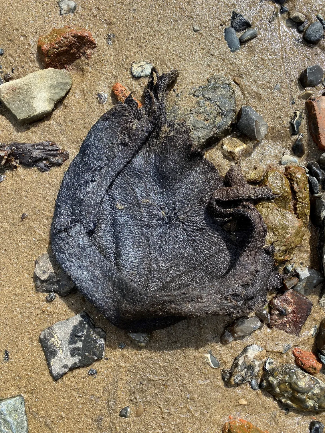 A dark, dried, and textured object resembling a ray or skate egg case lies on wet sand surrounded by rocks.